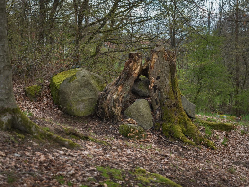 Pile of stones overgrown by a tree near the Roman Stones