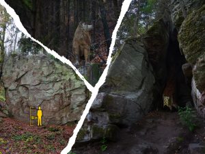 A forested area featuring a large bear sculpture carved into a rock and a dark cave entrance beside it, with a height reference of 180 cm shown.