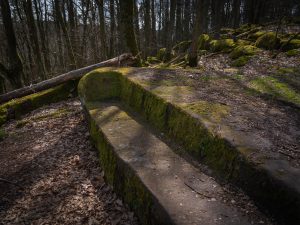 Ancient stone steps overgrown with moss, situated in a forested area with bare trees and fallen leaves.