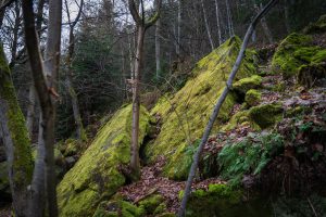 A large moss-covered rock among trees and fallen leaves in a forested area.