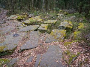 A rocky path covered in moss and surrounded by trees in a forest. Fallen leaves are scattered among the stones.