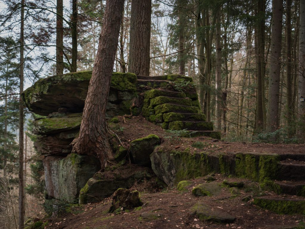 A moss-covered stone ledge with steps carved into it, surrounded by tall trees in a forest setting.