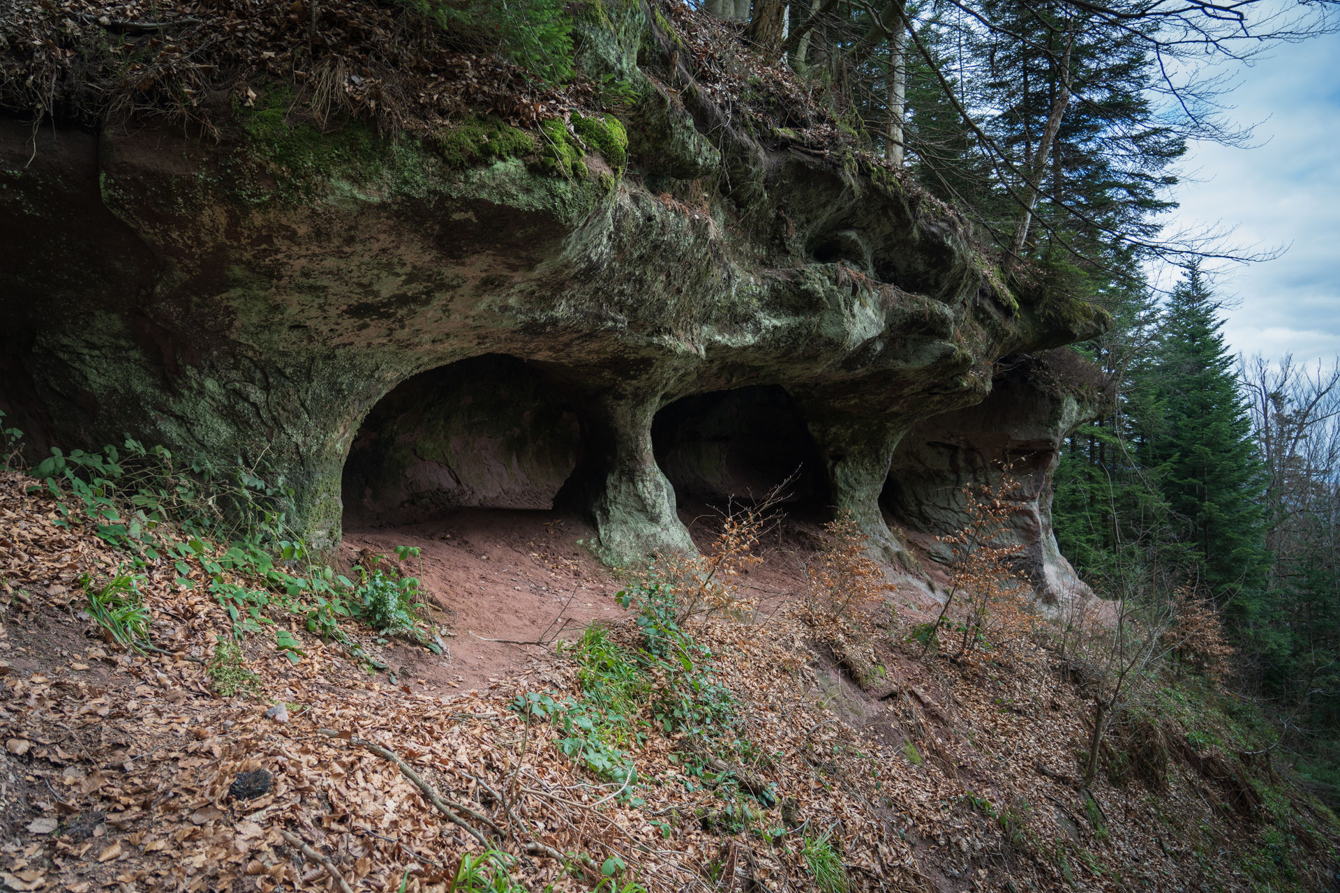 Rocky overhangs in a forested area, featuring distinctive shapes and textures with scattered leaves and greenery.