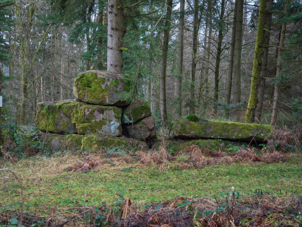 Moss-covered rocks partially hidden among trees in a dense forest, with a few patches of grass and dried foliage in the foreground.