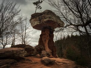 A large, flat rock perched atop a narrow column, with a small tree growing on the rock, surrounded by bare trees and a gloomy sky.