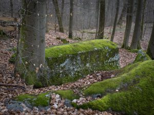 A moss-covered rock surrounded by trees and fallen leaves in a serene forest setting.