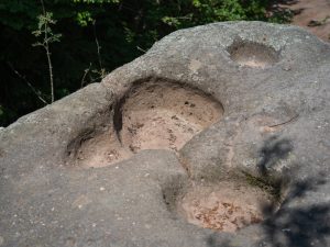 Two distinct depressions carved into a large boulder, surrounded by greenery in a forested area.