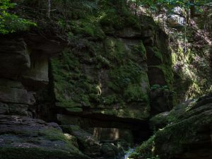 Lush green moss covers rocky cliffs in a forested canyon, dappled sunlight filters through the trees above.