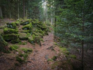 A winding dirt path surrounded by lush green moss-covered rocks and dense trees in a tranquil forest setting.