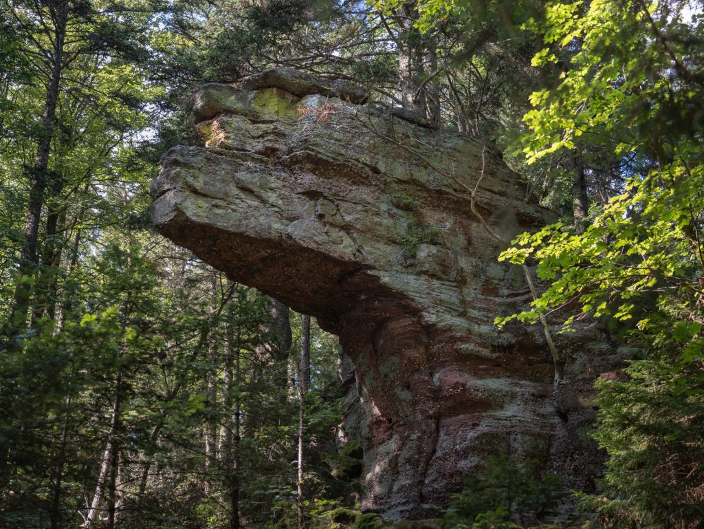 A large rock formation resembling a bird's head, surrounded by lush green trees and foliage in a forest setting.