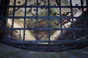 View looking down a metal grate, revealing a deep, moss-covered well or pit filled with fallen leaves and stones.
