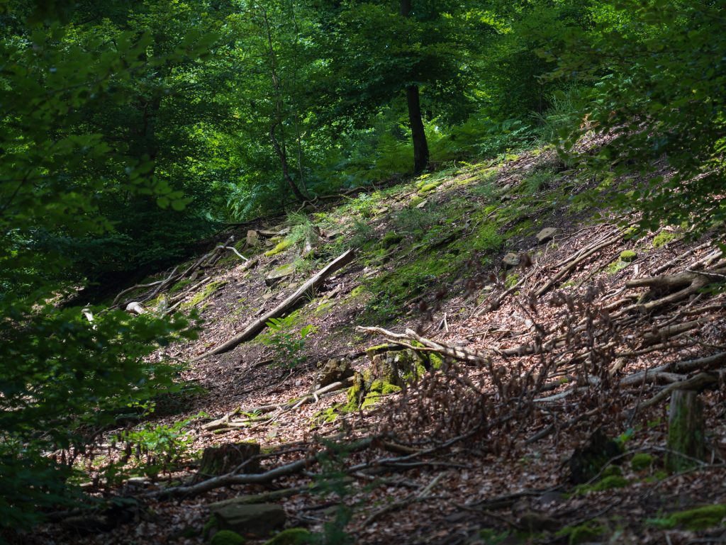 A forested area with a sloping ground, featuring scattered fallen branches, moss-covered rocks, and dappled sunlight filtering through green foliage.