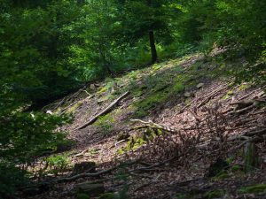 A forested area with a sloping ground, featuring scattered fallen branches, moss-covered rocks, and dappled sunlight filtering through green foliage.