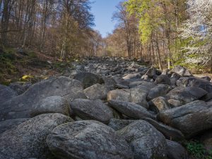 A rocky slope covered with large boulders, surrounded by trees with green and budding leaves under a blue sky.