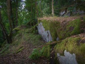 A moss-covered rock formation amidst a lush green forest, with trees surrounding the area and fallen leaves on the ground.